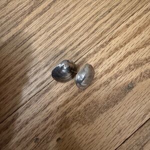 Sterling silver seashell stud earrings.